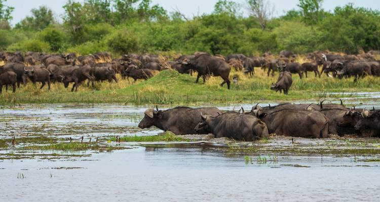 Botswana Highlights - Classic Tour (camping & accommodated) 2025 - Nomad Africa Adventure Tours 1