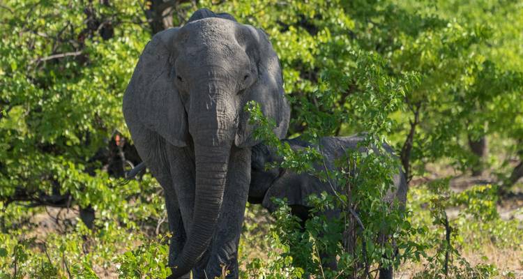 Botswana Highlights - Classic Tour (camping & accommodated) 2025 - Nomad Africa Adventure Tours 3