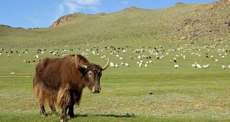 Le meilleur de la Mongolie - Flo Tours 2