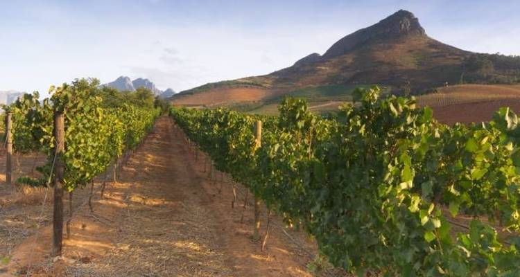 South Africa Odyssey (from Johannesburg to Cape Town) - Cullinan Guided Journeys 4