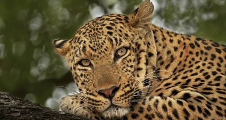 South Africa Odyssey (from Johannesburg to Cape Town) - Cullinan Guided Journeys 3