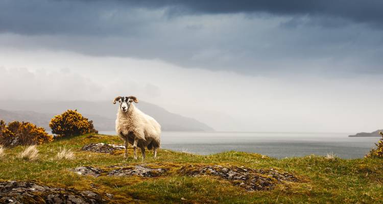 Circuito de 4 días en grupo pequeño a Mull, isla de Iona y Tierras Altas occidentales desde Edimburgo - Rabbie's Tours 1