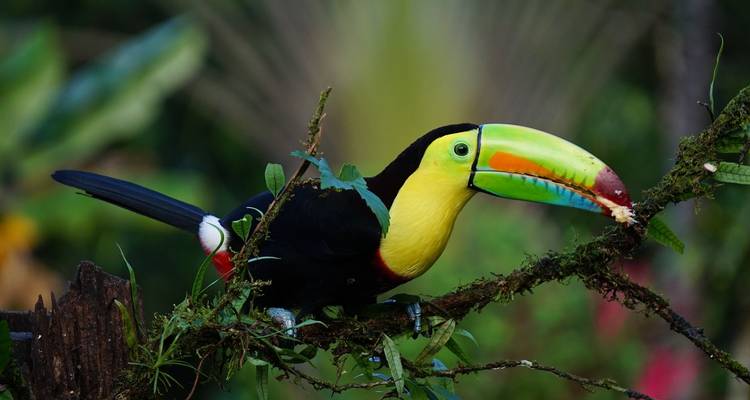 Tucán colorido con un pico verde brillante y amarillo parado en una rama cubierta de musgo en la selva exuberante