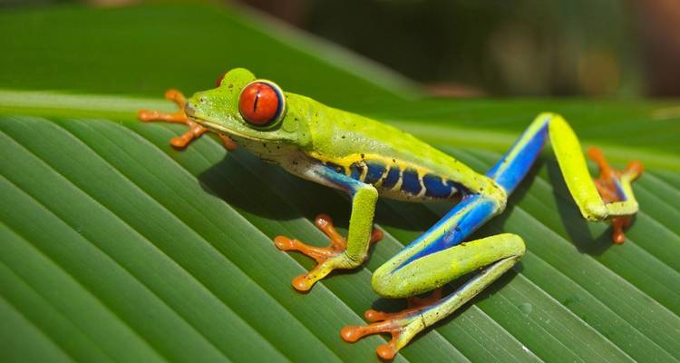 Primer plano de una rana arbórea de ojos rojos brillantes posada en una hoja verde brillante de la selva tropical