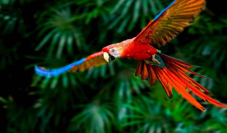 Aventura na Costa Rica (Extensão Tortuguero) — 1