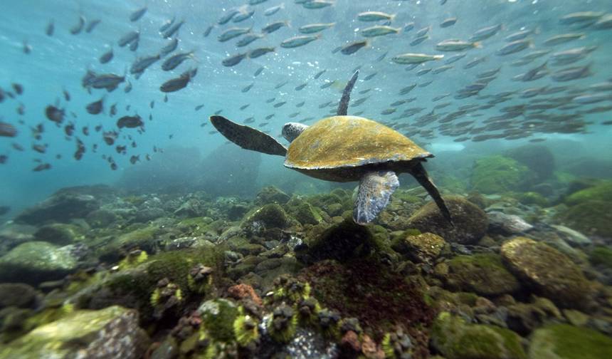 Passeio Completo de Ilha em Ilha em Galápagos de 8 Dias — 1