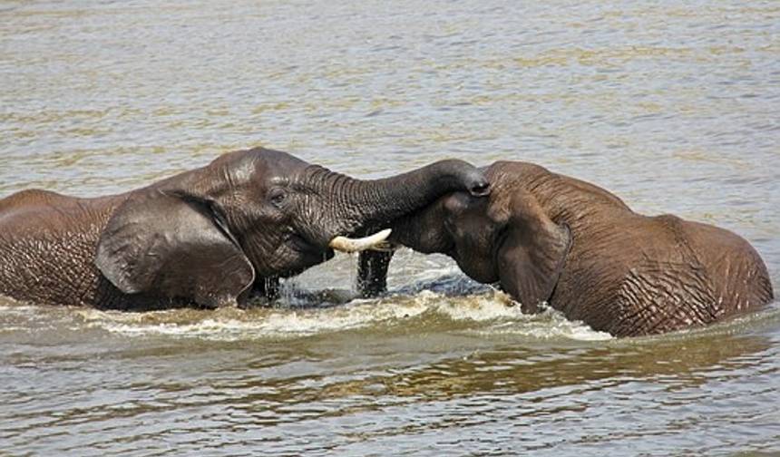 Jornadas: Experiência de Safari na África Austral National Geographic — 1