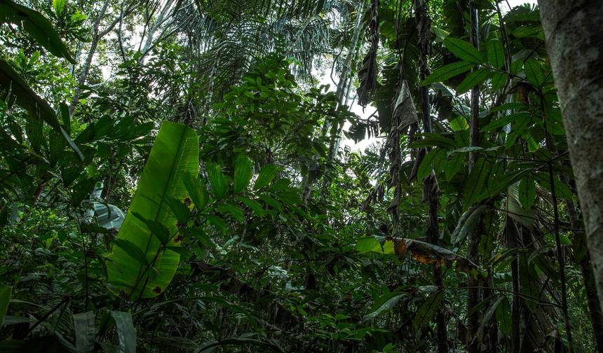 Inland & Amazon — 1