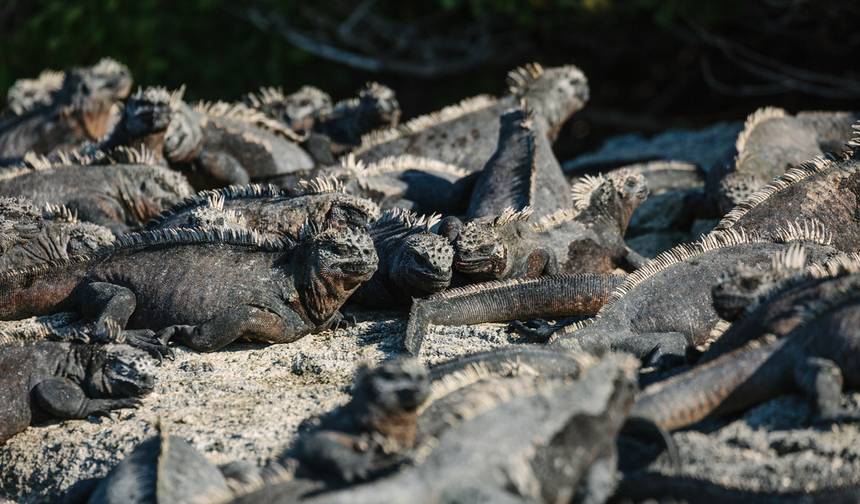 Absolutne Galapagos (Grand Daphne) — 1