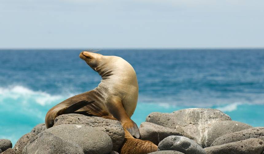 Galápagos Clássico: Ilhas do Sul (Grand Queen Beatriz) — 1