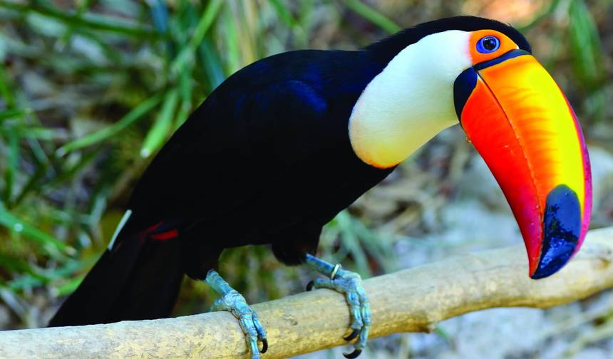 Costa Rica – Da Floresta Nublada à Costa — 1