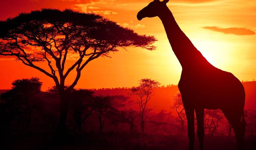 Tanzânia – Safari e Serviço — 1
