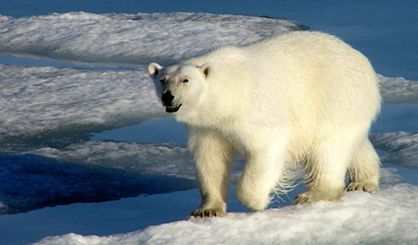 ホッキョクグマの王国：深淵への旅 — 1