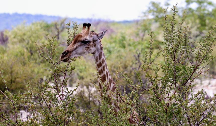 Safari de Acampamento Econômico de 6 Dias: Areia, Mar e Etosha — 1
