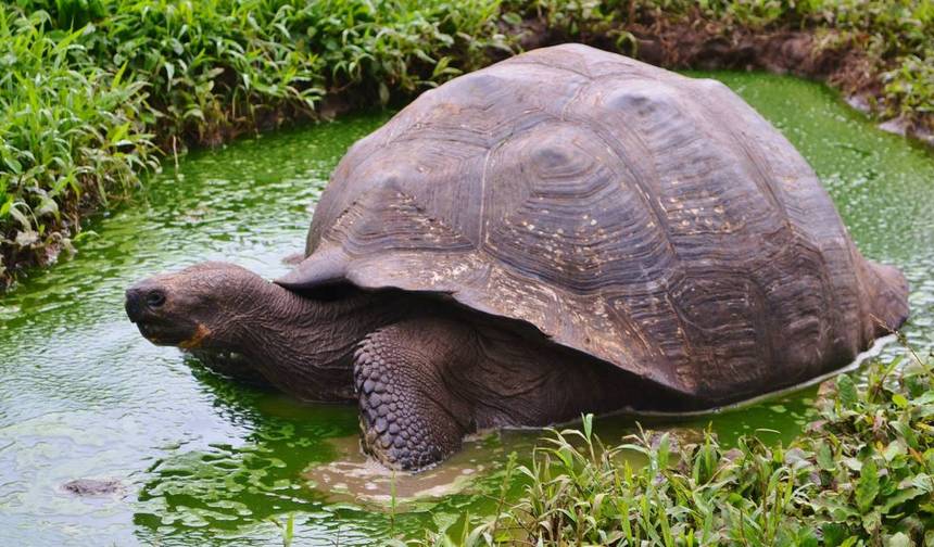 Galápagos Experiência Completa 4D-3N! — 1