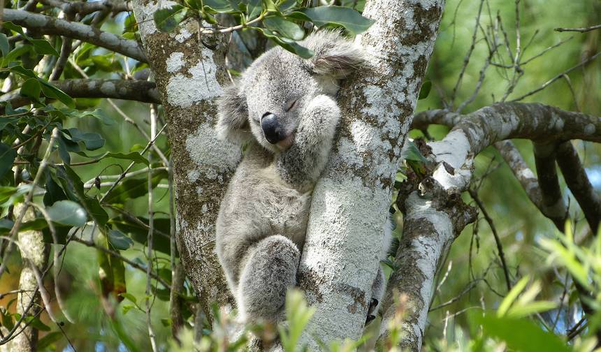 Sydney to Cairns Adventure — 1