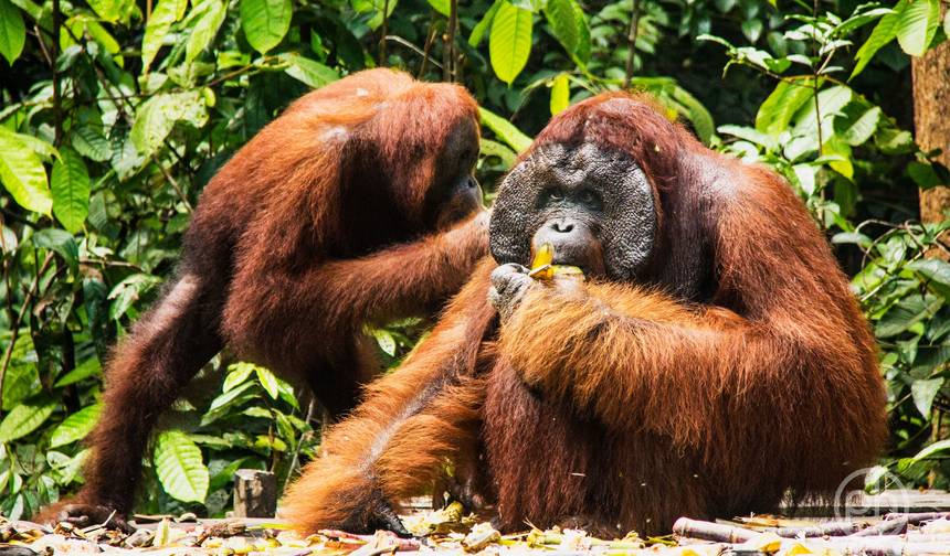 3D2N orangutany w Tanjung Puting z noclegiem na łodzi — 1