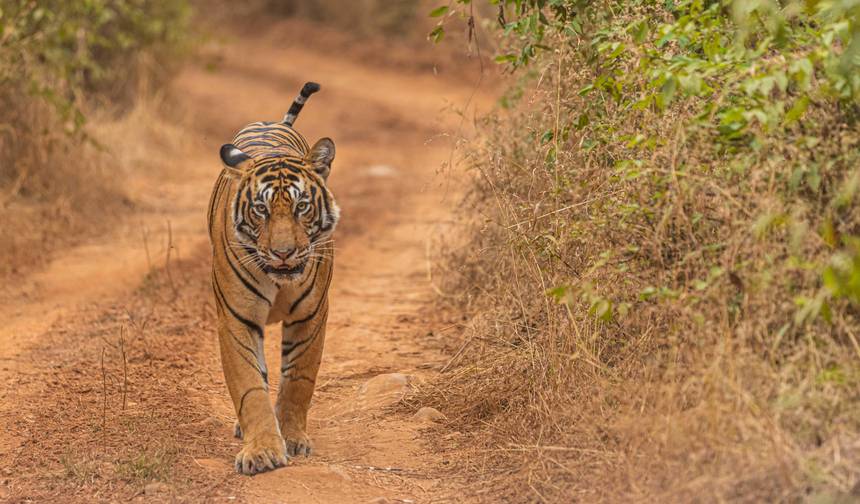 Taj, Tigres e Lagos - Triângulo Dourado Delhi Agra Jaipur com Ranthambore e Udaipur — 1
