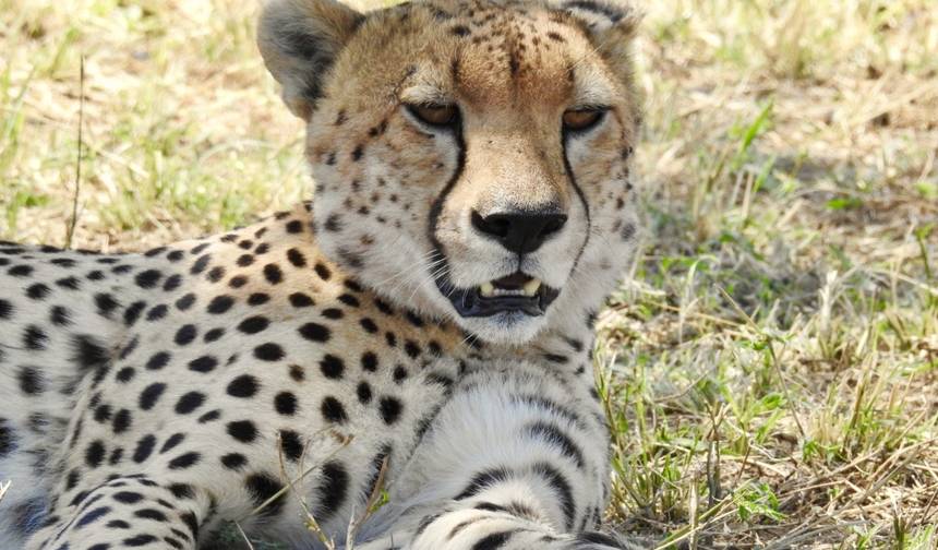 6 Dias - Parque Nacional de Tarangire, Serengeti e Cratera de Ngorongoro — 1
