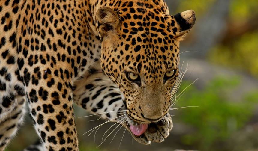 Sri Lanka: Chá, Templos e Safári, Tour Privado — 1
