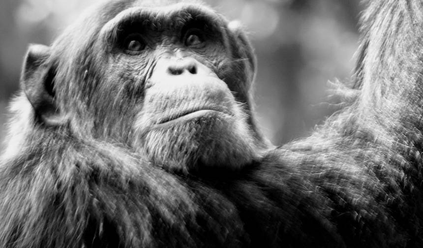 10-dniowe safari po Ugandzie: Goryle i dzika zwierzyna — 1