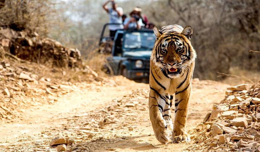 Pelo Amor ao Taj e ao Tigre - Triângulo Dourado da Índia e Ranthambore com 2 Safáris de Tigres — 1
