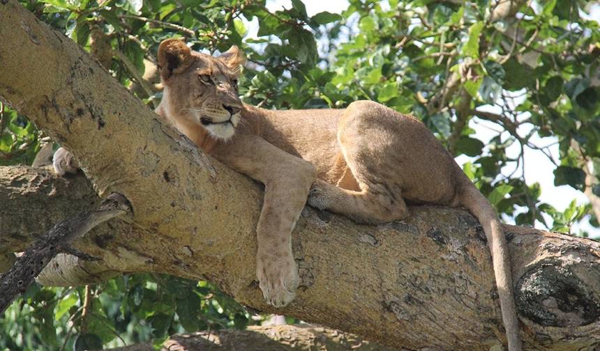 3 dias no Parque Nacional Queen Elizabeth — 1