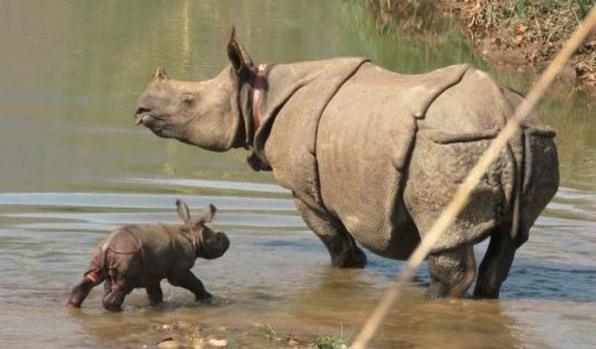 Excursão a Kathmandu e Chitwan - 6 Dias — 1