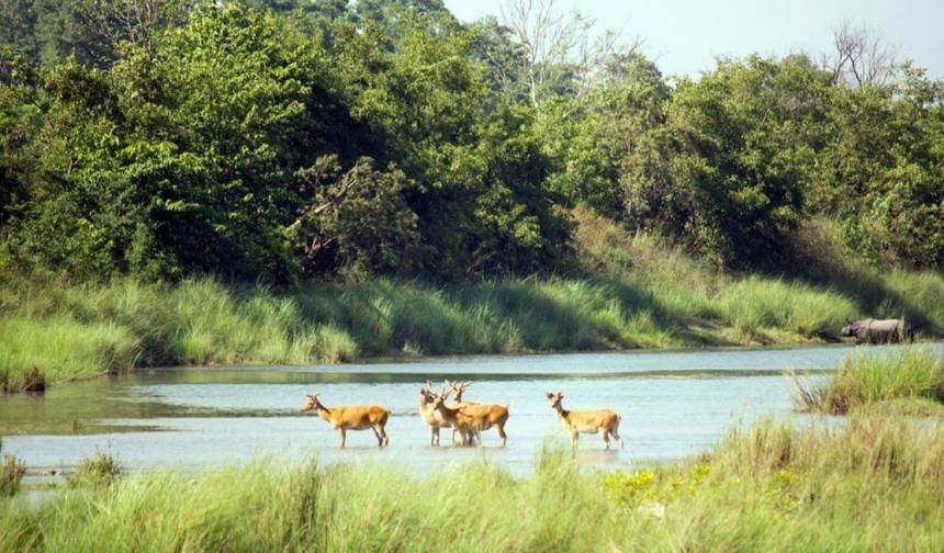 Obserwacja ptaków w Nepalu (Park Narodowy Bardiya) — 1