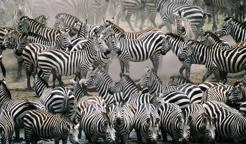 Leste da África por Terra: Serengeti e Safáris — 1