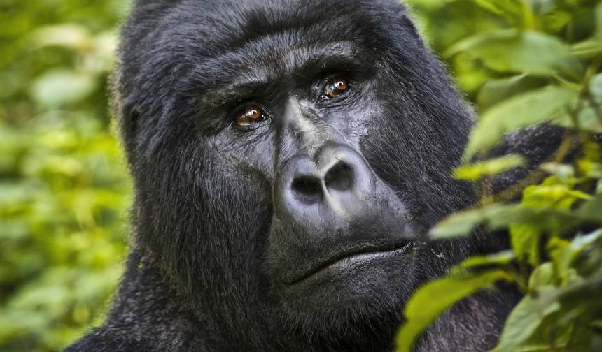 Quênia e Uganda Expedição Terrestre de Gorilas: Florestas e Observação da Vida Selvagem — 1