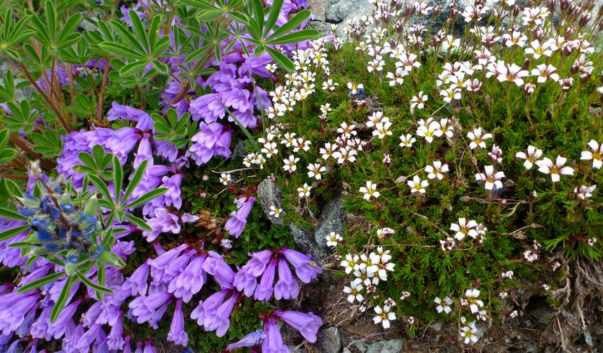 Monte Rainier ao Monte Hood — 1