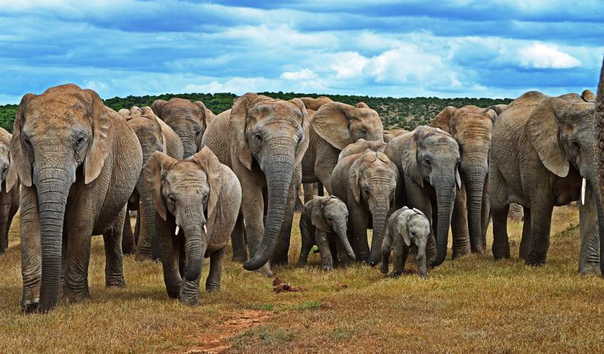 Excursão Privada de 6 Dias pela Rota Jardim e Addo — 1