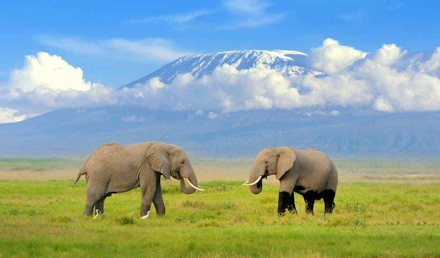 Safari de Acampamento Econômico de 6 Dias em Masai Mara, Lago Nakuru e Amboseli — 1