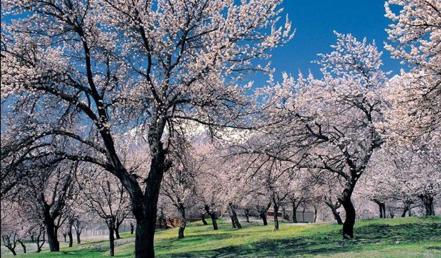 Excursão das Flores de Cerejeira de Hunza, Gilgit-Baltistan, Paquistão — 1