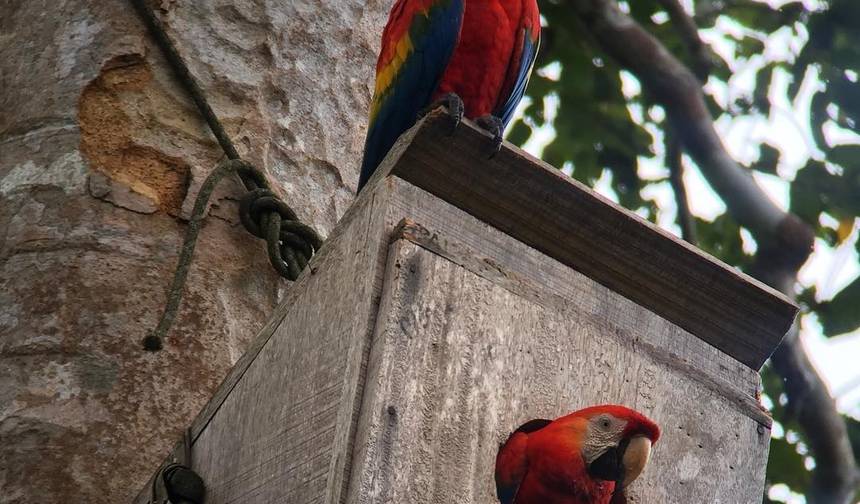 Tambopata e colpa de araras 3 dias/2 noites — 1