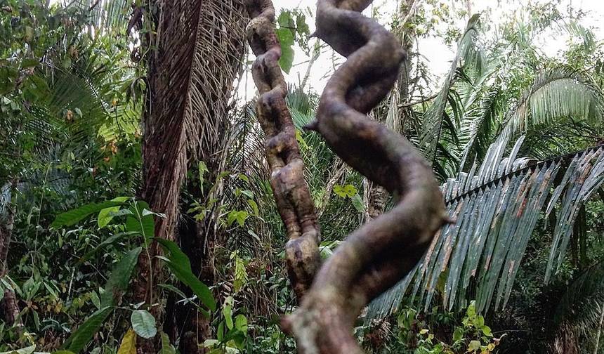 Tambopata, lizawka dla ar i Jezioro Sandoval 5 dni/4 noce — 1