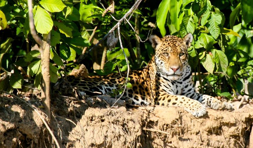 Parque Nacional do Manu 4 dias — 1