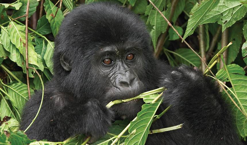 Safári de Gorilas e Chimpanzés em Uganda — 1