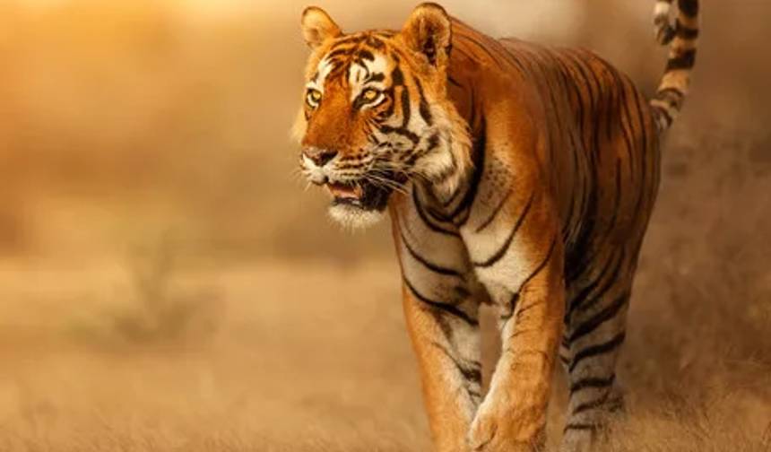 Safári de Tigres na Índia — 1