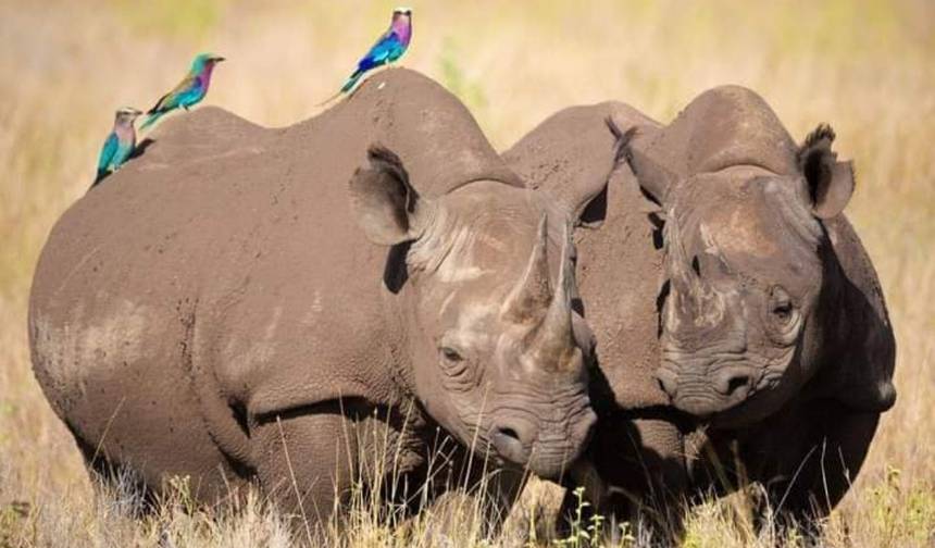 5 Days Big Five Tanzania Camping Safari  ( Tarangire, Serengeti National Park  and Ngorongoro Conservation Area ) (all accommodation and transport are included) — 1