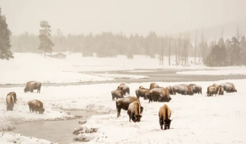 Winter Grand Teton & Yellowstone 4 Day Tour — 1