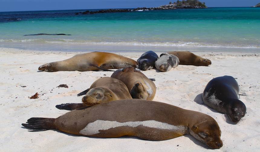Galápagos — Ilhas Leste, Central e Oeste a bordo do Eden — 1