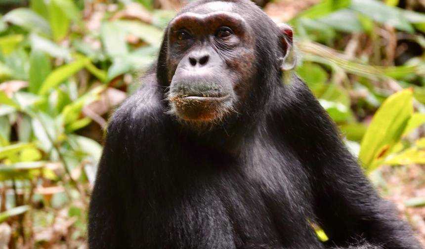 Safari de Primatas em Uganda 7D/6N — 1