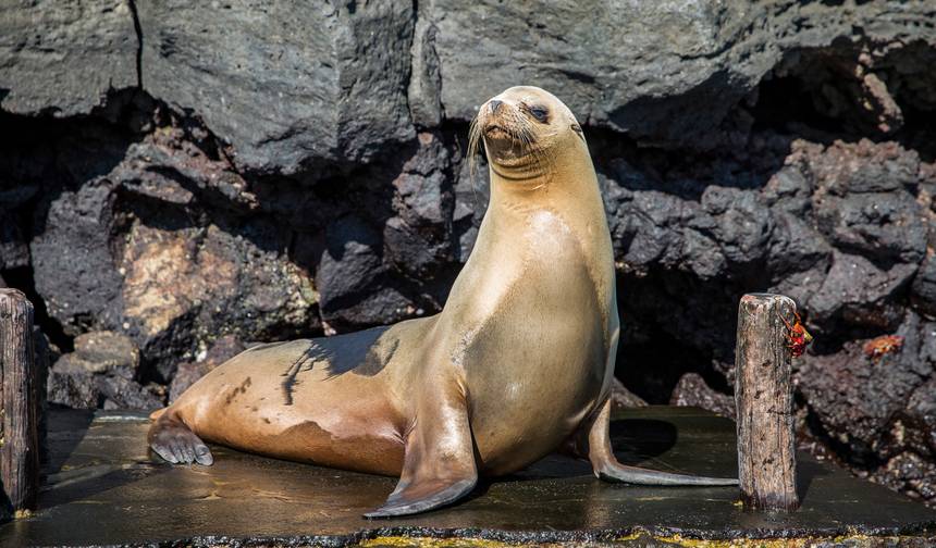 Galápagos — Ilhas Ocidentais e Centrais a bordo do Eden — 1