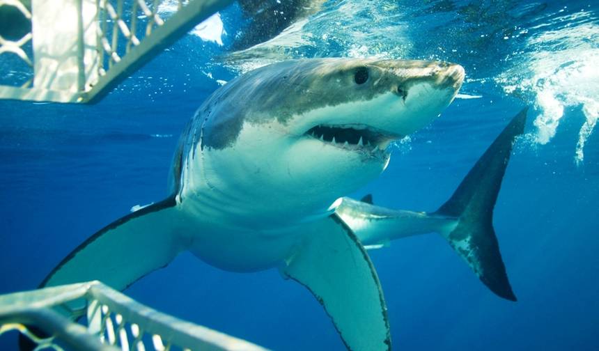 Cidade Mãe Cidade do Cabo, 5 Dias - Mergulho com Tubarões em Gaiola & Tour de Safari Aquila & Península do Cabo & Degustação de Vinhos & Ilha Robben — 1