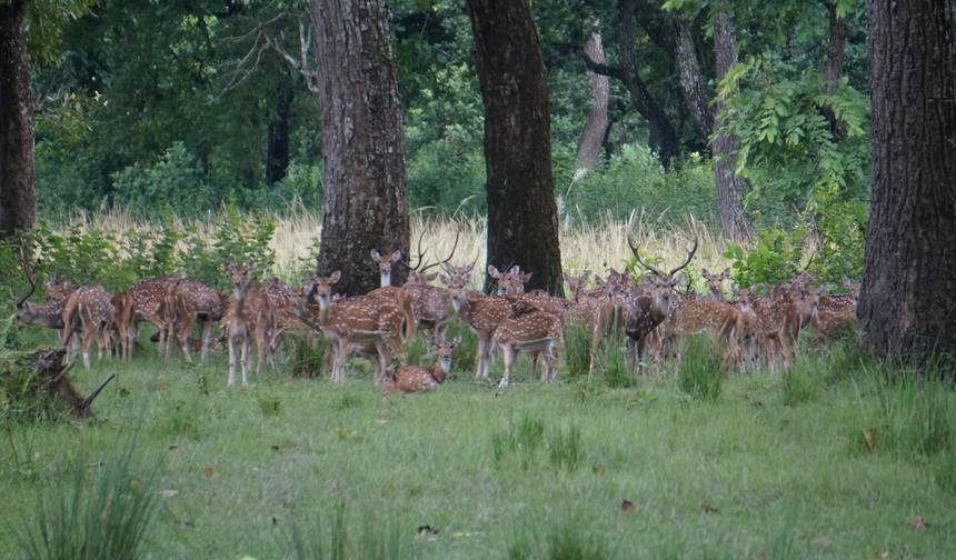 Caminhada a Poon Hill e Excursão ao Parque Nacional de Chitwan — 1