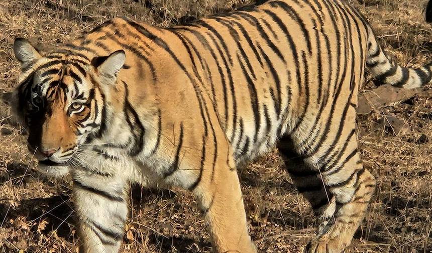O Mais Vendido da Índia: Excursão de Luxo Privada de 6 Dias ao Triângulo Dourado com Safári de Tigre em Ranthambore e Safári de Leopardo em Jhalana — 1