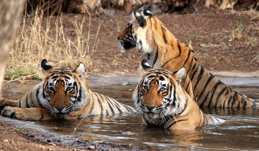 من دلهي: جولة المثلث الذهبي الفاخرة الخاصة مع Ranthambore — 1