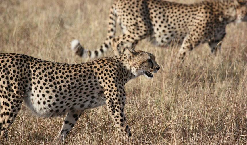 タンザニア：セレンゲティとその先へ、セレンゲティでの長期滞在付き — 1